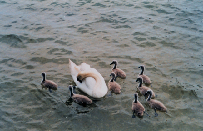 Mute swans with 8 cygnets