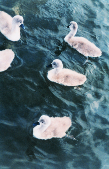 5 mute swan cygnets
