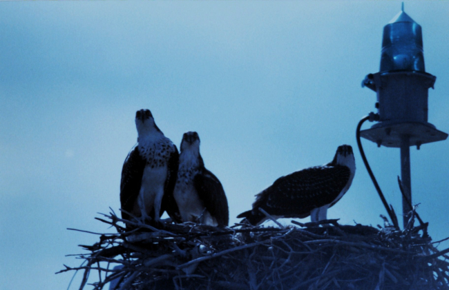 Osprey - Panion haliaetus