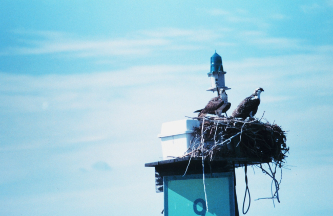 Osprey - Panion haliaetus
