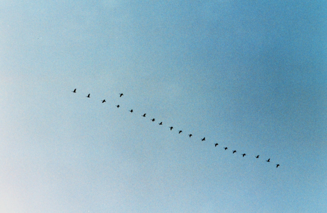 V-formation of Canada geese flying over the upper Patuxent River at dawn