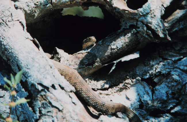 The Northern Water Snake -  Nerodia sipedon sipedon - a common, non-venoemouswater snake