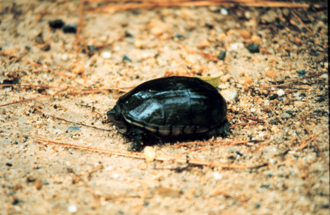 The semi-aquatic Eastern Mud Turtle, Kinosternon subrubrum subrubrum, is themud turtle found in the Chesapeake Bay area