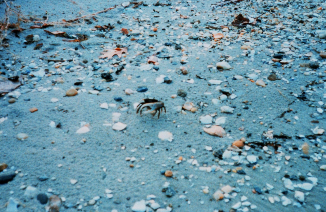 Fiddler crab on the beach