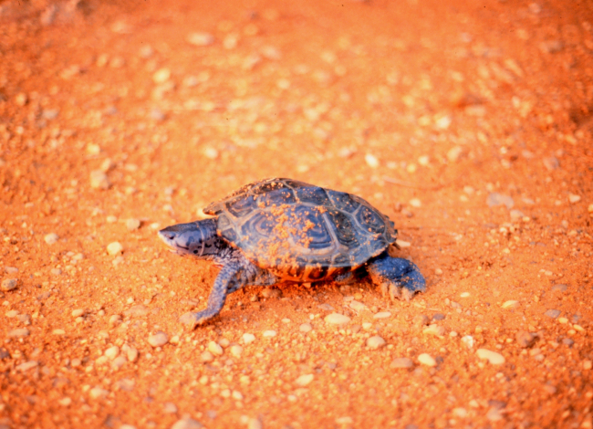 A female Diamondback terrapin, Malaclemys terrapin, puts the final touches onher freshly laid nest of eggs