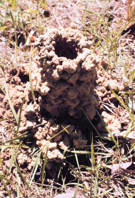 A crayfish home along a Calvert County stream