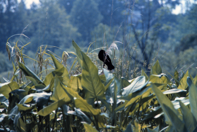 A redwing blackbird perching atop reeds in a Patuxent river marsh