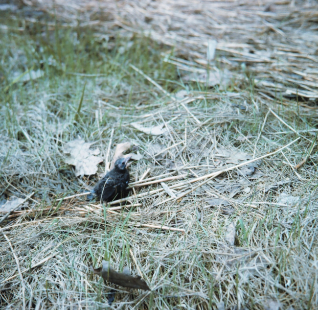 Young, unidentified shore bird