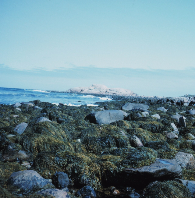 Rocks along the Massachusetts  coast covered with the brown algae Ascophyllumnodosum, or knotted wrack