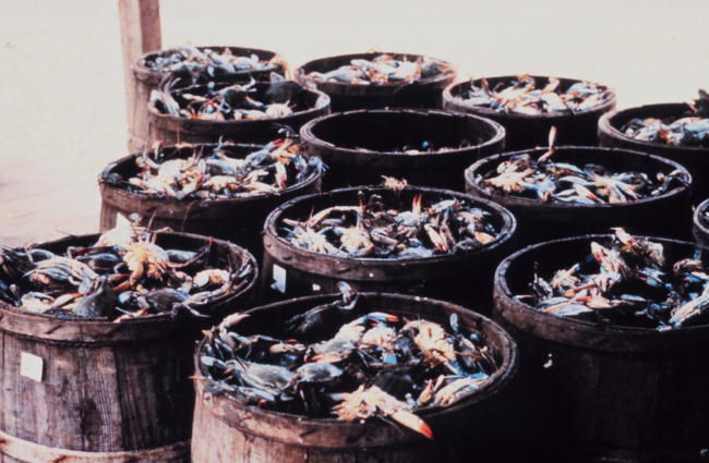The bounty of the Chesapeake -barrels of blue crab - Callinectes sapidus
