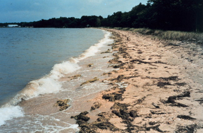 Horned pondweed - Zannichellia palustrus - growth usually peaks in June andbegins covering the beaches