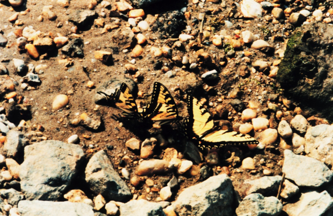 Swallow-tail butterflies on a pebbled beach