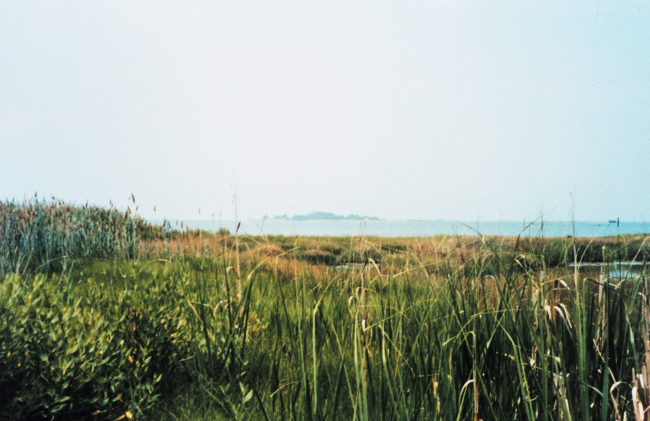 View across a marsh at Smith Island