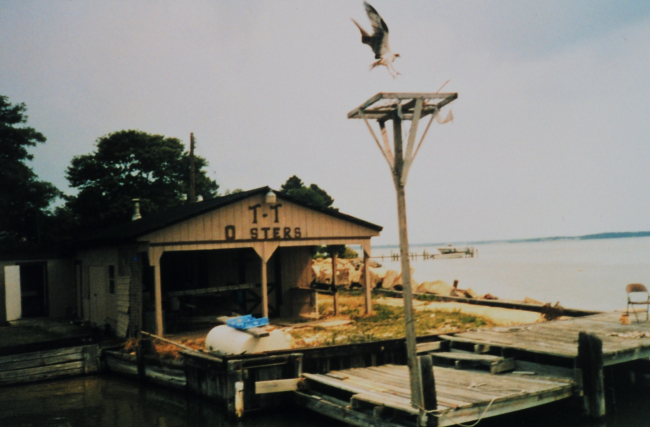 An osprey - Pandion haliaetus - landing on a nesting platform on St
