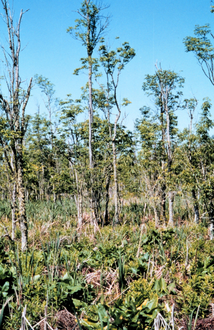 Wetlands in the vicinity of Jamestown, Virginia