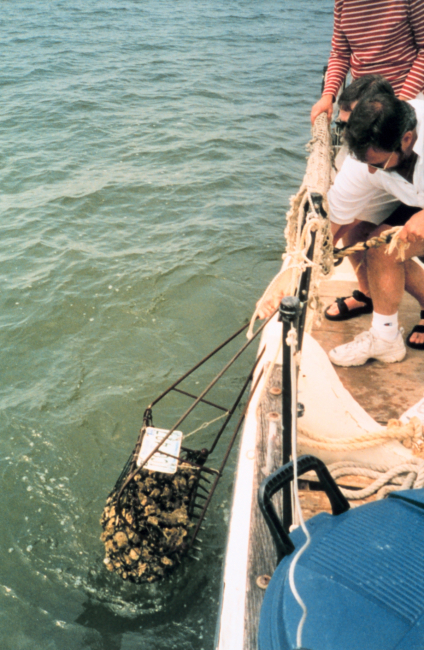Pulling an oyster-dredge full of oysters aboard the skipjack DEE of St