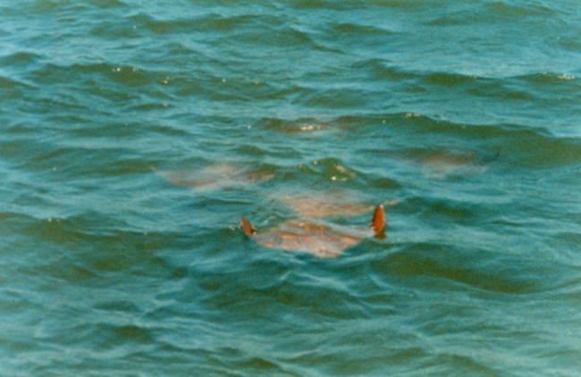 Five Cow-nosed Rays - Rhinoptera bonasus - gliding toward the photographer with both wing tips up