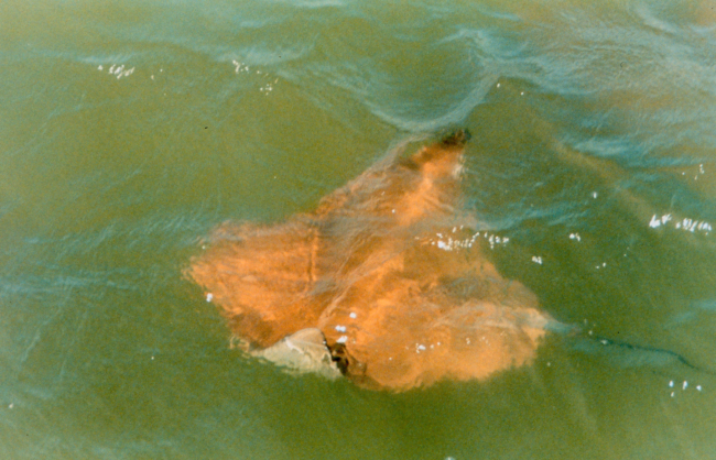 A Cow-nosed ray - Rhinoptera bonasus - near the surface, near the mouth of thePatuxent River