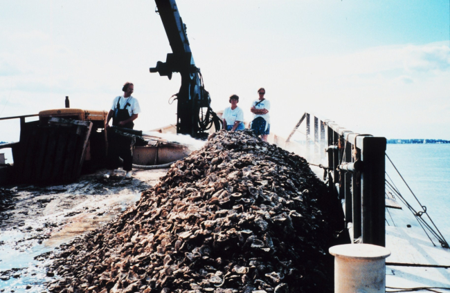 A firehose is employed by the Captain of the ROBERT LEE to spread oyster spatreared by the Oyster Recovery Partnership