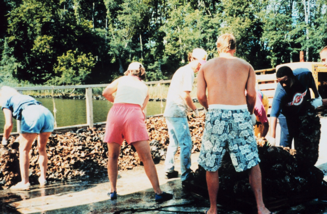 Volunteers assist the Oyster Recovery Partnership in their effort to transplant oyster spat before the population is decimated by the Stylochus flatworm