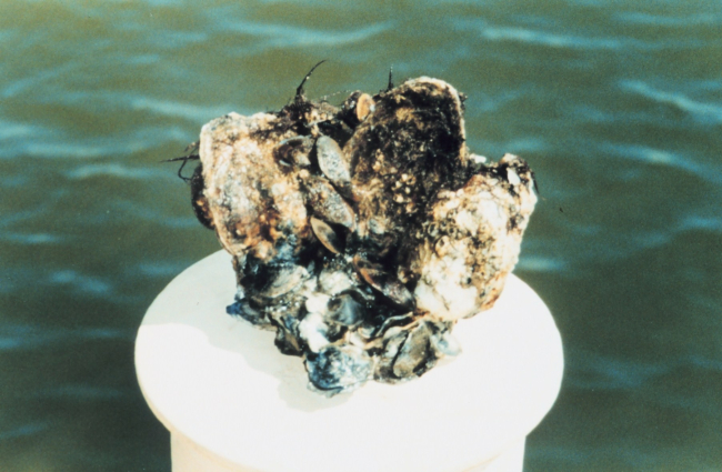 A small reef of oysters and mussels found in the Choptank River