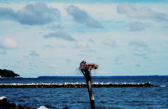 2 osprey - Pandion haliaetus - on nest and gulls in the background lining the jetty at the University of Maryland Horn Point Environmental Laboratory