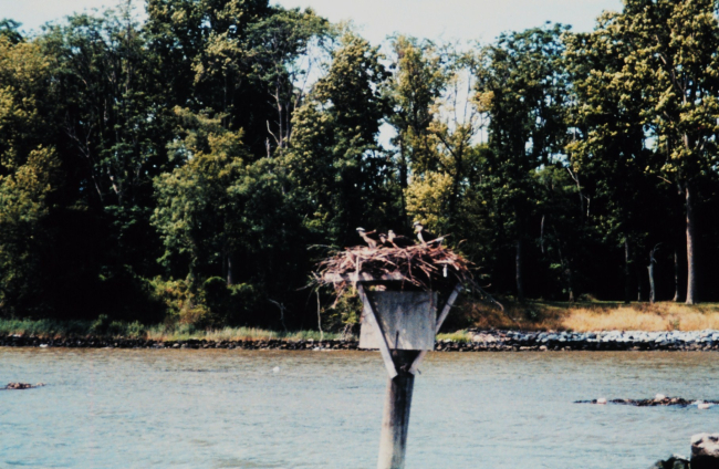 Four osprey - Pandion haliaetus - on nest off of the University of Maryland HornPoint Environmental Laboratory on the Choptank River