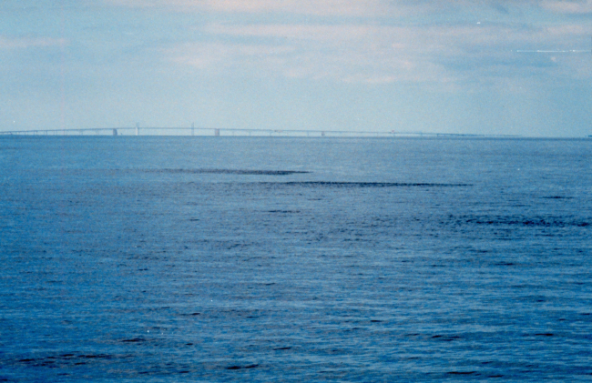 Several schools of Alewives, or bait fish, can be seen breaking the surface ona calm Chesapeake Bay day