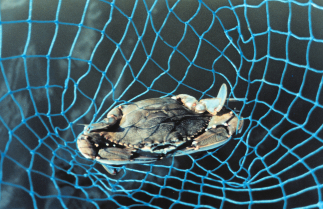 A Maryland Blue Crab, Callinectes sapidus, caught in a hand net