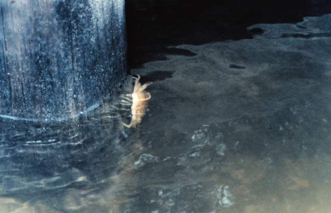 Blue crab, Callinectes sapidus, on a piling