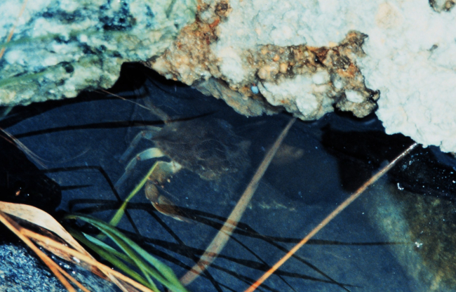 A Maryland Blue Crab, Callinectes sapidus, seeking shelter under a rocky ledge