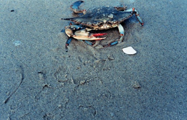 Female blue crab (Callinectes sapidus) on the beach