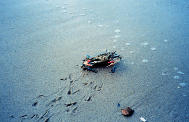 Female blue crab (Callinectes sapidus) at water's edge