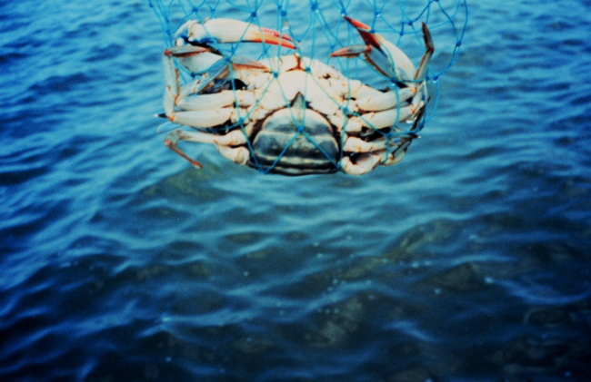 A mature female blue crab (Callinectes sapidus), known colloquially as a sook