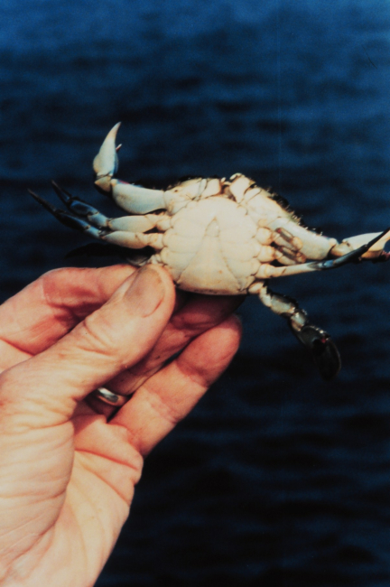 An immature female blue crab (Callinectes sapidus)