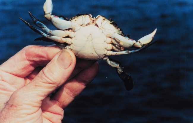 An immature female blue crab (Callinectes sapidus)