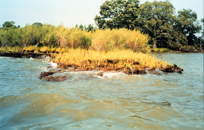 Like most areas in Chesapeake Bay, Wye Island suffers from the scourge of erosion as waves beat against the shoreline
