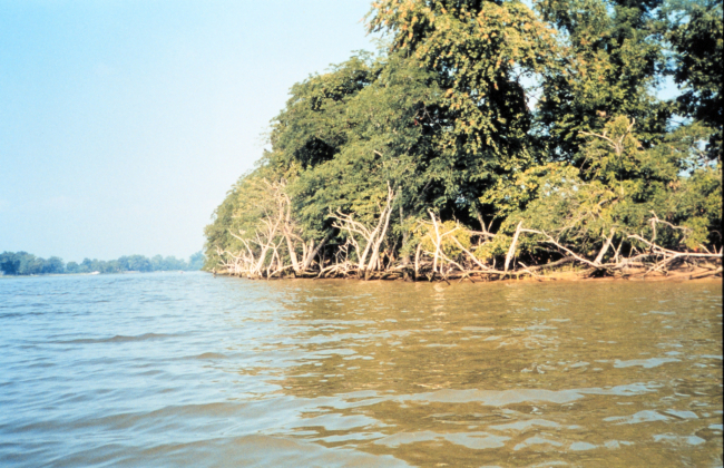 Dead trees provide evidence of erosion problems on Wye Island