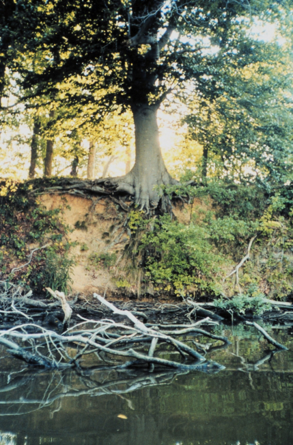 A large tree has a tenacious, if tenuous, hold on an eroding bank along SoloCreek, Wye Island