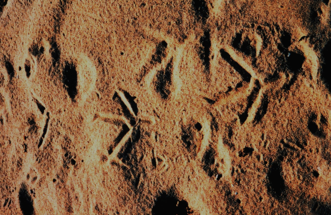 Footprints in the sand