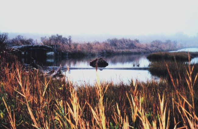 Early morning fog over a Port Isobel Island marsh