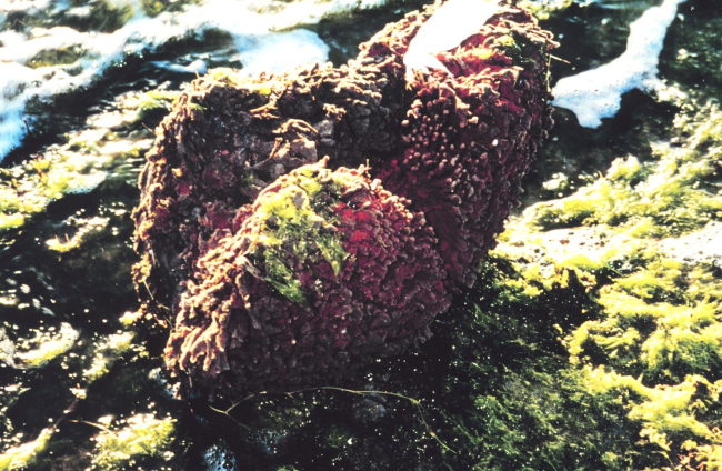 Redbeard sponge in the intertidal zone with a white feather caught in one of its crevices