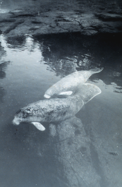 A manatee cow and calf