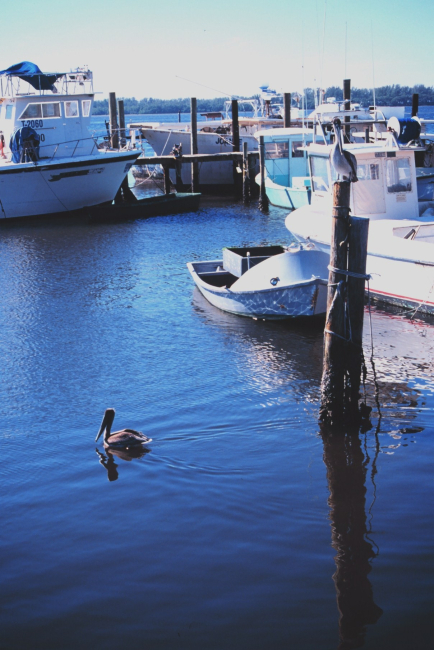 Pelicans waiting for a free lunch at the A