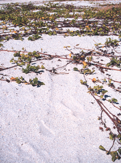 A view of the beach along the Gulf of Mexico