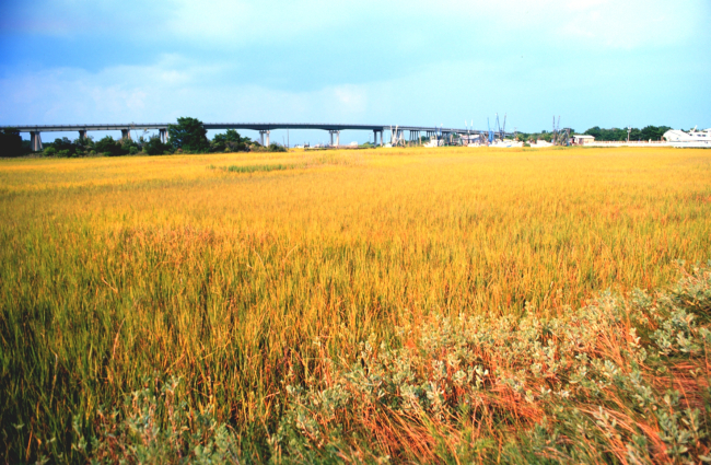 A view over the wetlands to the Lazaretto Creek Bridge