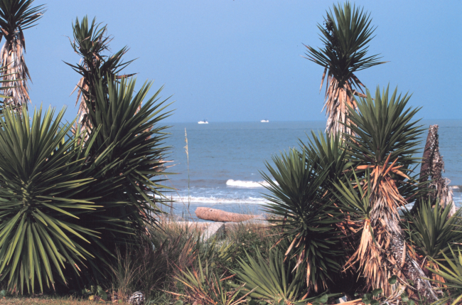 Palmetto trees (Sabal palmetto) along the Atlantic Ocean