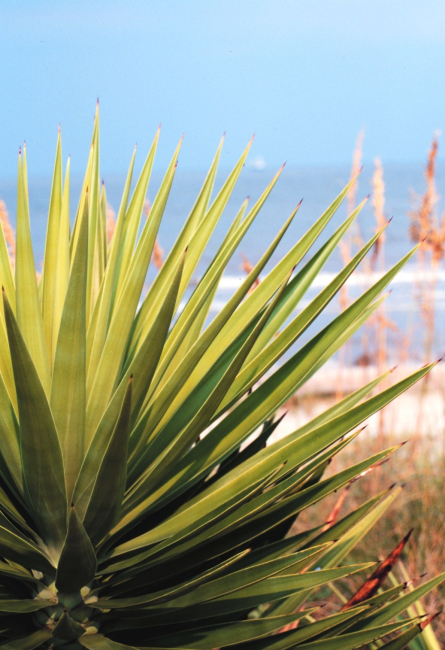 Looking over a palmetto to the Atlantic Ocean
