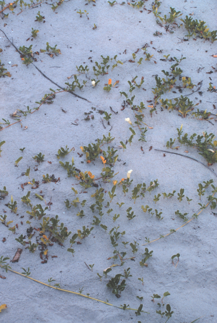 Colonizing plants help stabilize the dunes