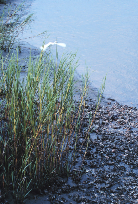 Tidal mudflats